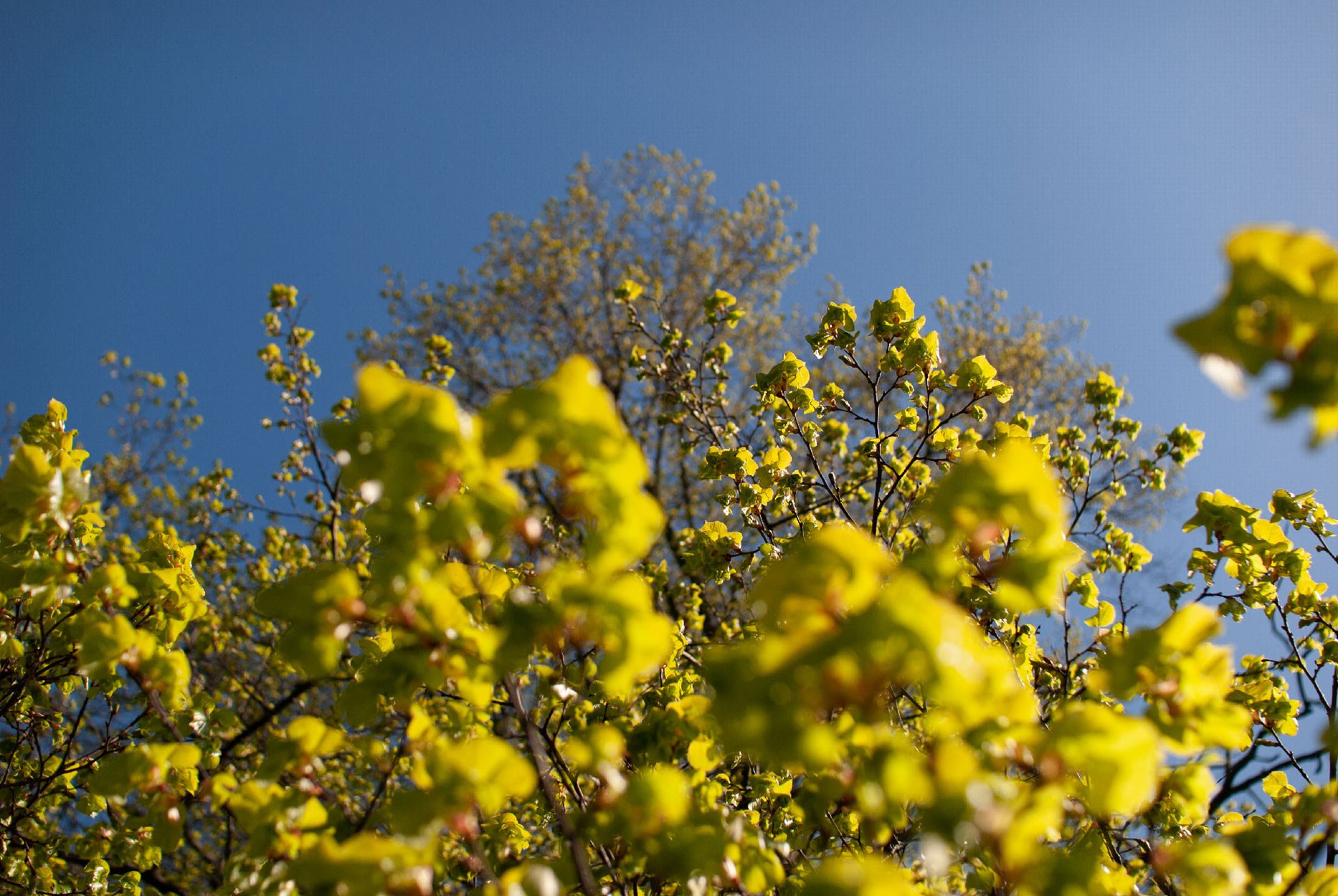 beautiful-fresh-spring-leaves-of-a-maple-tree-with-blue-skies-in-the-background,-fresh-breeze