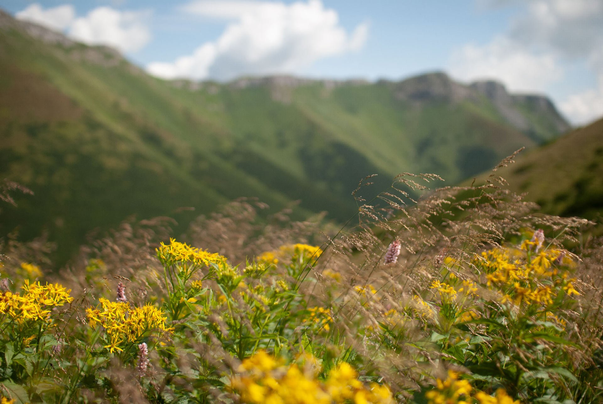 mountains,-meadows,-green-grass-and-small-yellow-flowers